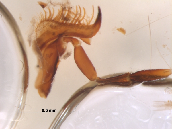scarabaeidae mandible2