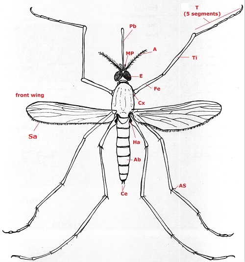 01 diptera culicidae whole b53