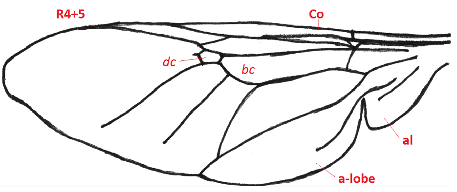 02 diptera stratiomydae wing b4
