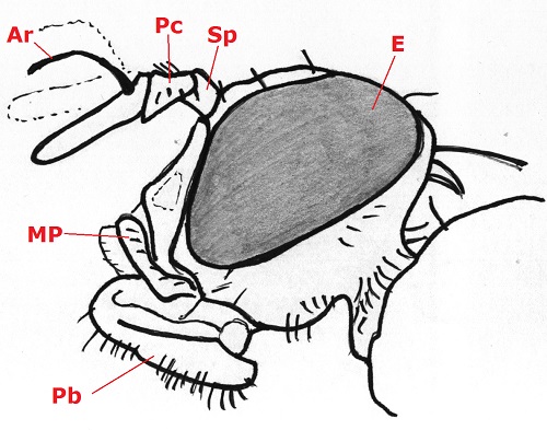 03 diptera brachycera head