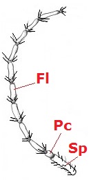 04 Tipulidae antenne b10