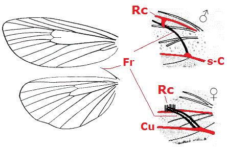 Lepidoptera wing frenulum b49