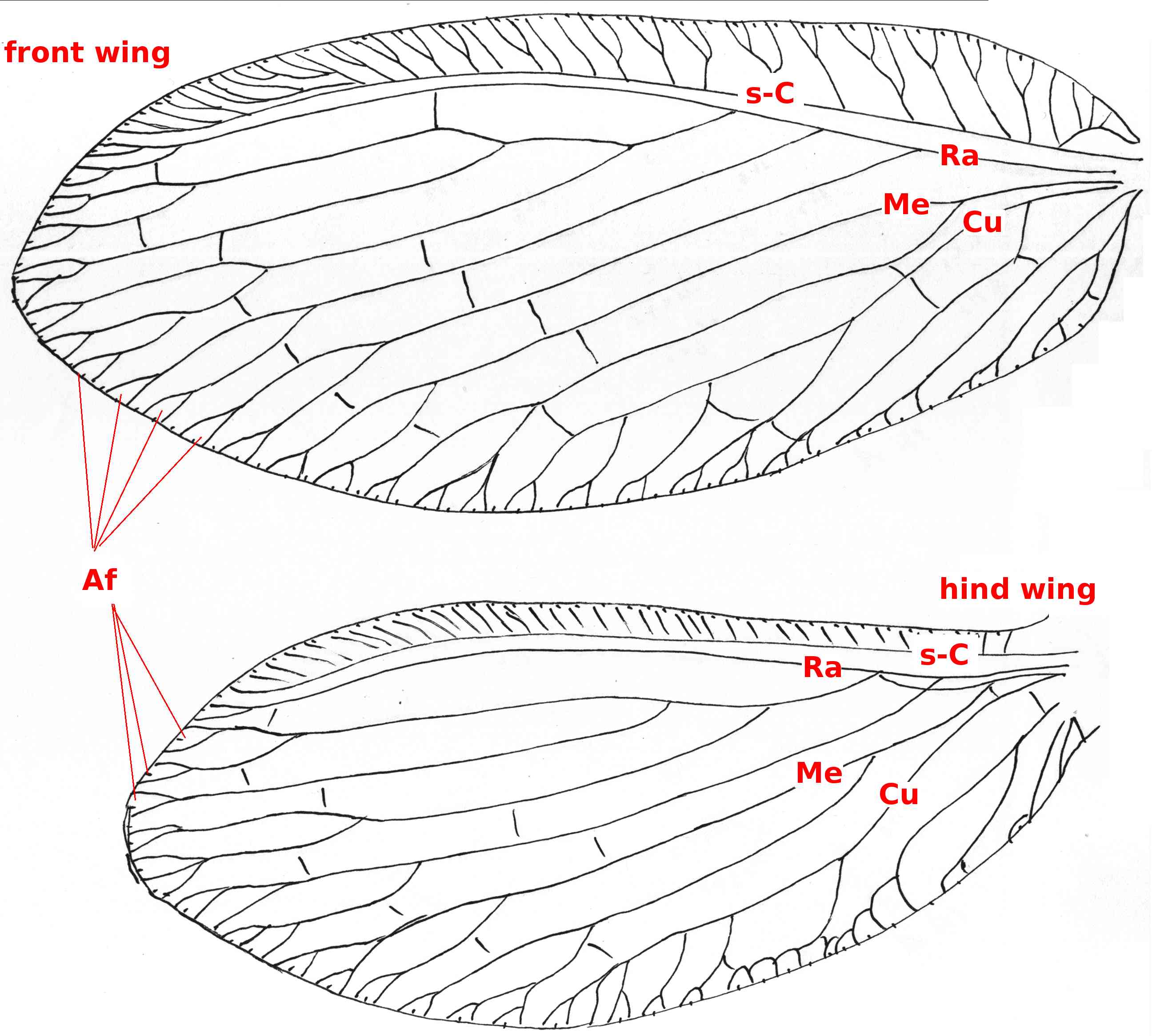 04 neuroptera wing1 b45