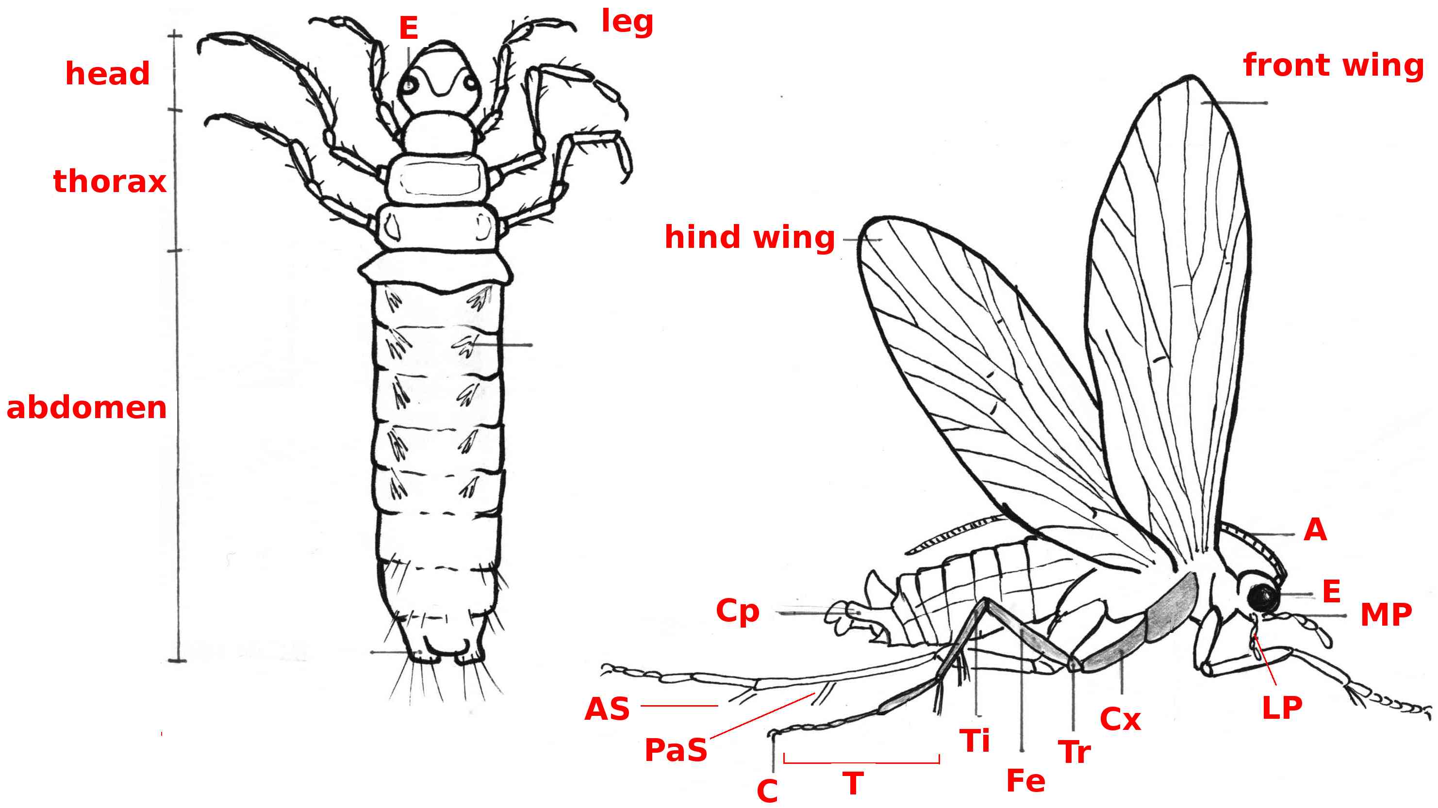 02 trichoptera adultlarva b44