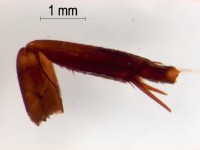 dytiscidae leg