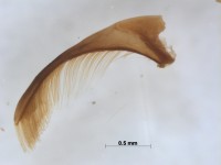 dytiscidae parameer