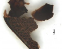 Curculionoidea elytra