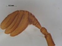 scarabaeidae antenna