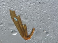 scarabaeidae antenna3