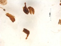 scarabaeidae antenne2