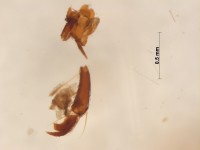 scarabaeidae leg