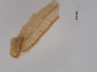 scarabaeidae tracheae