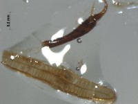 scarabaeidae tracheae2