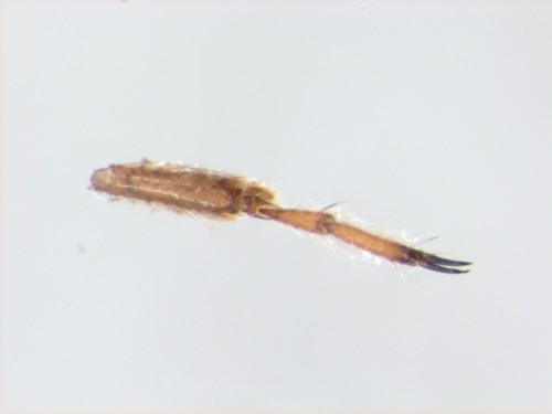 leg (Dermaptera/Labia minor)