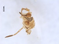Chironomidae antenna2