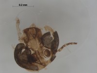 Chironomidae head2
