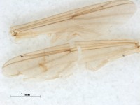 Chironomidae wing