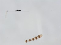 Culicidae antenna6