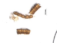 lepidoptera antenne4