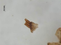 lepidoptera frenulum
