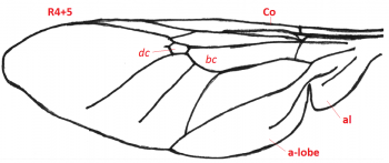 02 diptera stratiomydae wing b4