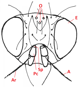 03 diptera muscidae head b4