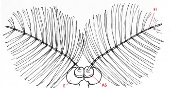 04 diptera culicidae antenna b4