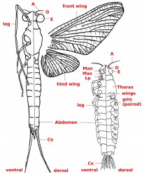 02 Ephemeroptera whole adultandlarva b44