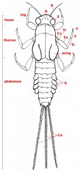 03 Ephemeroptera larva b47