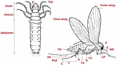 02 trichoptera adultlarva b44