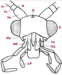 04 Trichoptera head b40
