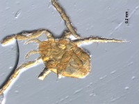 Acari coleoptera3